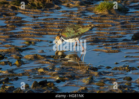 Sociable Vanellus vanellus, nord, reflétée dans piscine peu profonde qui se nourrissent de la baie de Morecambe, England, UK Banque D'Images