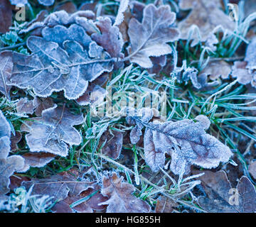 Frosty feuilles en hiver Banque D'Images