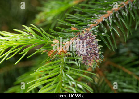 Un Fichtentrieb Ananas-Galle Ananasgalle,, Fichte, Fichtengalllaus Fichtengallaus Fichtengall-Laus,,,, Fichtenkleingallenlaus Fichtengallenlaus, Ficht Banque D'Images