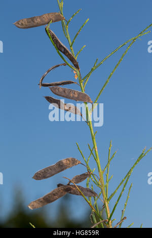 Besenginster, Besen-Ginster, Früchte, Frucht, Schoten, Schote, Besenpfriem, Ginster, Cytisus scoparius, syn. Sarathamnus scoparius, Common Broom, frui Banque D'Images