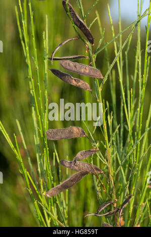 Besenginster, Besen-Ginster, Früchte, Frucht, Schoten, Schote, Besenpfriem, Ginster, Cytisus scoparius, syn. Sarathamnus scoparius, Common Broom, frui Banque D'Images