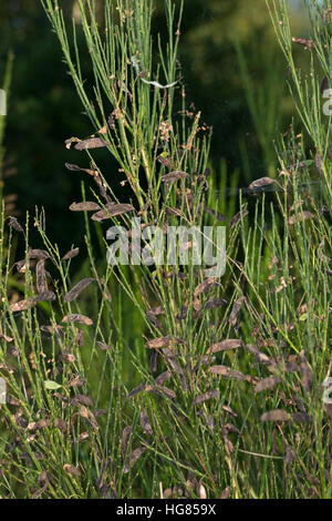 Besenginster, Besen-Ginster, Früchte, Frucht, Schoten, Schote, Besenpfriem, Ginster, Cytisus scoparius, syn. Sarathamnus scoparius, Common Broom, frui Banque D'Images