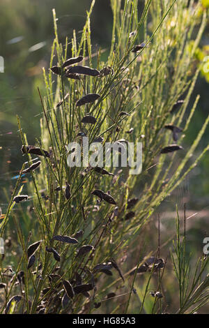 Besenginster, Besen-Ginster, Früchte, Frucht, Schoten, Schote, Besenpfriem, Ginster, Cytisus scoparius, syn. Sarathamnus scoparius, Common Broom, frui Banque D'Images