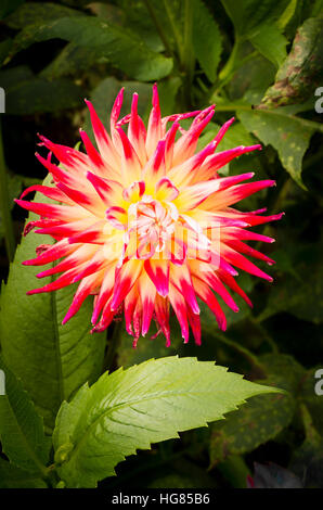 Dahlia fleurs Bora Bora en septembre à th UK Banque D'Images