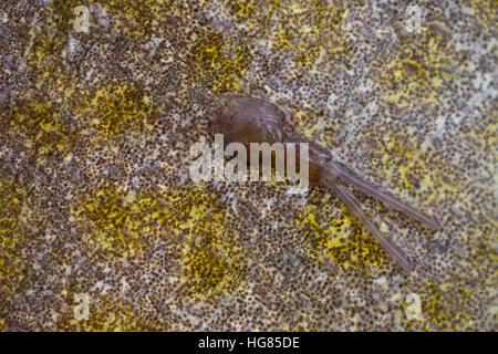 Fischlaus auf der Haut von einem Dorsch, Kabeljau, Fischläuse, pou, pou, copépode, copépodes, Caligidae. Parasit, Parasiten, Parsitismus, SIF Banque D'Images