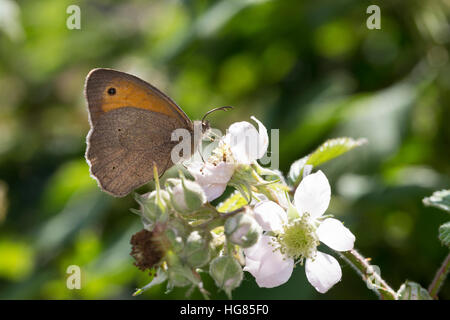 Großes Ochsenauge, grosses Ochsenauge, Männchen beim Blütenbesuch Nektarsuche auf Brombeere, Bestäubung Maniola jurtina,,, Epinephele jurtina, meadow Banque D'Images