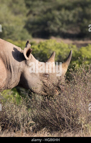 La tête d'un rhinocéros noir (Diceros bicornis), Afrique du Sud Banque D'Images