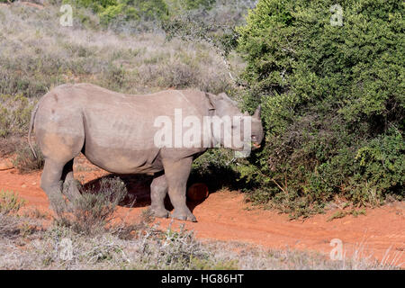 Les mâles adultes sauvages ( Rhinocéros noir Diceros bicornis ) le pâturage, Shamwari Game Reserve, Afrique du Sud Banque D'Images