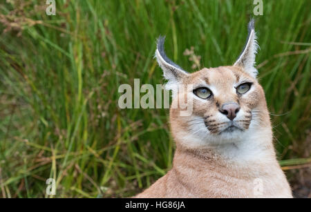 Close up de tête d'un caracal Caracal caracal ( ), taille moyenne chat sauvage, l'Afrique du Sud Banque D'Images
