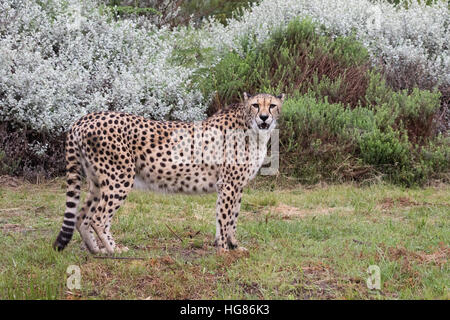 Guépards adultes ( Acinonyx jubatus ) debout, vue de côté, l'Afrique Banque D'Images