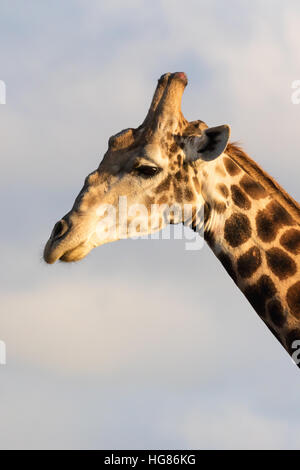 Close up profil du dirigeant de la girafe, du sud - Giraffa Giraffa, - Afrique du Sud Banque D'Images