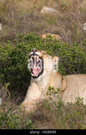 Femelle adulte ( lion Panthera leo ) le bâillement avec la bouche ouverte, Afrique du Sud Banque D'Images