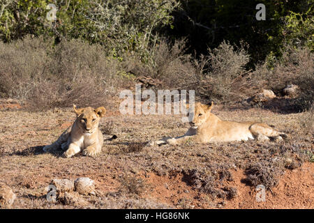 4 mois des lionceaux ( Panthera leo ), Afrique du Sud Banque D'Images