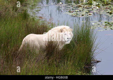 White lion mâle adulte ( Panthera leo krugeri ), Tenikwa Wildlife Awareness Centre, Afrique du Sud Banque D'Images