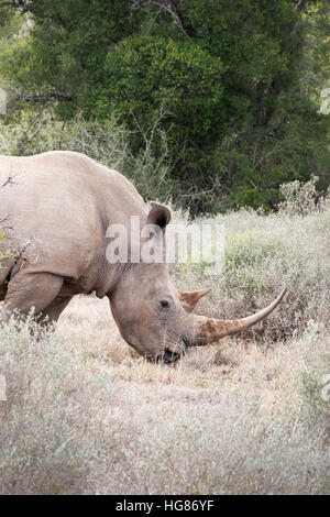 White Rhino - Tête de femme adulte et corne de profil, ( Ceratotherium simum ), Afrique du Sud Banque D'Images