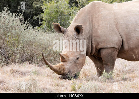 Femelle adulte, rhinocéros blanc Ceratotherium simum, Afrique du Sud Banque D'Images