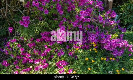 Azalea violet fleur plante. Banque D'Images