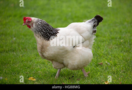 Light Sussex Poulet, seul adulte marche sur l'herbe, Cornwall, UK Banque D'Images