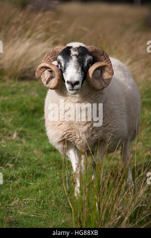 Les moutons à face noire de ram, portrait d'un homme adulte standing in field, vallée de Findhorn, Highlands, Scotland, UK. Banque D'Images
