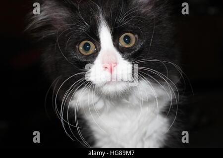 Chat domestique qui est noir et blanc avec de grands yeux d'or. Il a de longues moustaches blanches et la photo est un gros plan de son visage. La féline est mignon. Banque D'Images