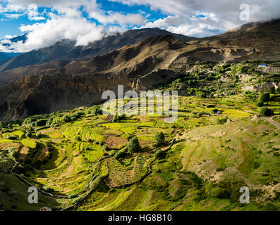 Paysage agricole avec des champs d'orge, la vallée de la Kali Gandaki, Muktinath, Mustang, Népal Banque D'Images
