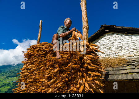 L'homme natif accumulent les épis en face de la maison, Landruk, district de Kaski, Népal Banque D'Images