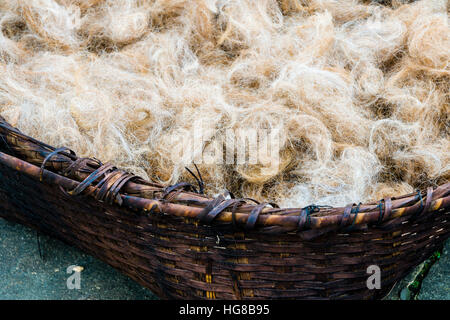 La laine des moutons brutes en panier tressé, au filage, Ghandruk, district de Kaski, Népal Banque D'Images
