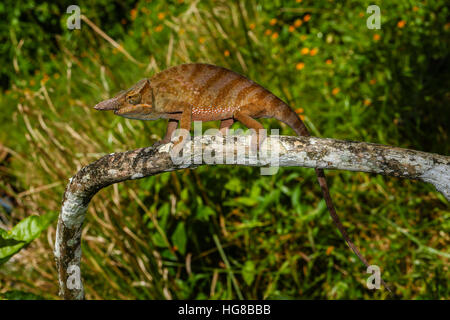 Madagascar deux-horned chameleon Furcifer (bifidus), homme, Parc Mantadia- Andasibe Parc National, Alaotra-Mangoro, Madagascar Banque D'Images