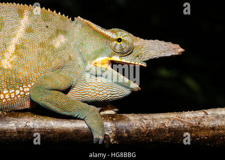 Deux hommes-horned chameleon Furcifer (bifidus), Parc Mantadia- Andasibe Parc National, Alaotra-Mangoro, Madagascar Banque D'Images