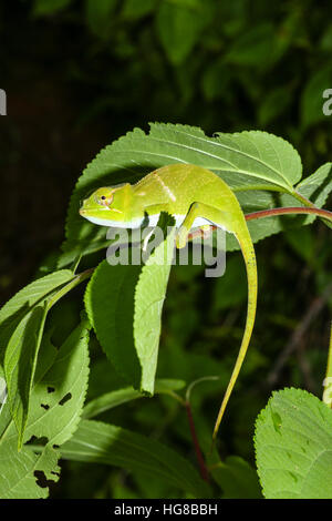 Deux mâles juvéniles-horned chameleon Furcifer (bifidus), Parc Mantadia- Andasibe Parc National, Alaotra-Mangoro, Madagascar Banque D'Images