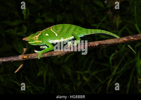 Deux hommes-horned chameleon Furcifer (bifidus), Parc Mantadia- Andasibe Parc National, Alaotra-Mangoro, Madagascar Banque D'Images