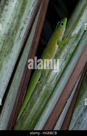 Jour Madagascar géant (Phelsuma madagascariensis grandis gecko), homme, Antsohihy, Sofia, Madagascar Banque D'Images