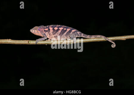Femme caméléon panthère (Furcifer pardalis) sur une branche, Ankify, Diana, Madagascar Banque D'Images
