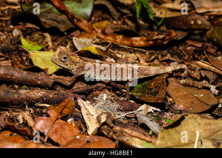 Leaf chameleon (Brookesia) mâle Antakarana camouflé sur le terrain, le Parc National de la montagne d'Ambre, Diana, Madagascar Banque D'Images