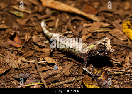 Feuille d'hommes (caméléon Brookesia ambreensis) sur le terrain, le Parc National de la montagne d'Ambre, Diana, Madagascar Banque D'Images