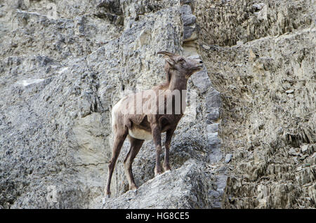 Low angle view de mouflons sur mountain Banque D'Images