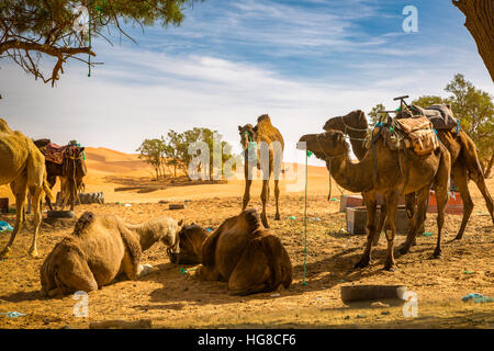 Caravan se prélasser après son retour de le désert du Sahara. Merzouga, Maroc. Banque D'Images