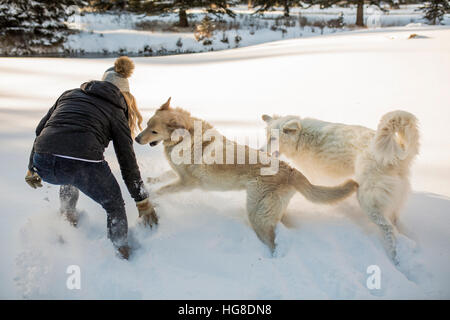 Vue arrière de la femme jouant avec des chiens sur le terrain couvert de neige Banque D'Images