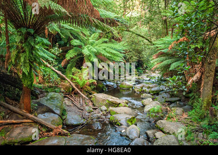 Ruisseau de Maits Rest Rainforest Walk, Apollo Bay, Australie Banque D'Images