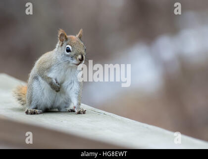 Un écureuil roux perché sur une clôture en bois. Banque D'Images