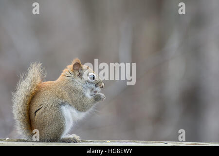 Un écureuil roux perché sur une clôture en bois. Banque D'Images