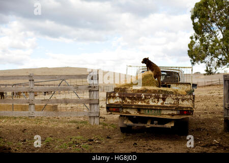 Un chien de travail à l'arrière d'un camion a voulu avec du foin sur une ferme d'élevage. Banque D'Images
