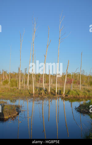 Image paysage avec beaucoup de ciel bleu clair et calme plat water reflections. Une série de troncs d'arbres morts line le bord du marais. Banque D'Images