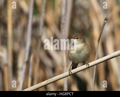 Paruline eurasienne à roseaux, Acrocephalus scirpaceus Banque D'Images