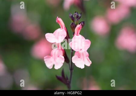 Salvia microphylla fleurs. Banque D'Images