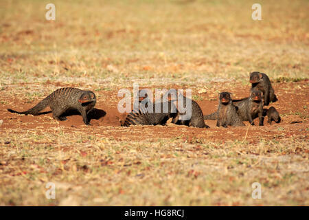 Mongoose, bagués (Mungos mungo), adultes avec youngs à den Nationalpark, Kruger, Afrique du Sud, l'Afrique Banque D'Images