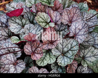 Heuchera 'Silver Scrolls' - alumroot, coral bells Banque D'Images