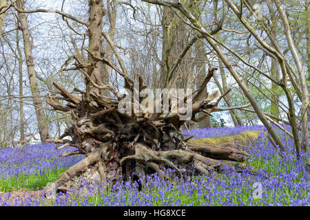 Arbre tombé avec des racines enchevêtrées sur un tapis de jacinthes mauve, dans un bois de printemps, Kent, Angleterre Banque D'Images