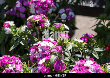 Libre d'une abeille venant butiner les fleurs Banque D'Images