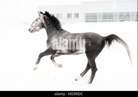 Pur-sang andalou cheval gris en hiver domaine en mouvement sur l'arrière-plan de l'image horizontale multicolore de pépinière à l'extérieur. Banque D'Images